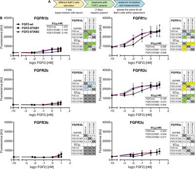 Fibroblast Growth Factor 2 Protein Stability Provides Decreased Dependence on Heparin for Induction of FGFR Signaling and Alters ERK Signaling Dynamics